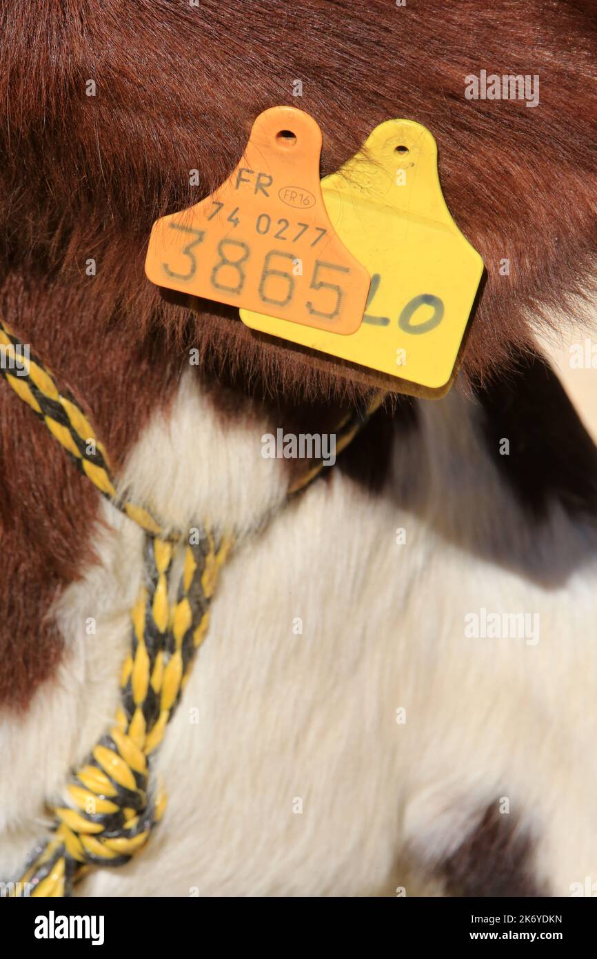 Etiquette d'oreille de vache. Saint-Gervais-les-Bains. Alta Savoia. Auvergne-Rhône-Alpi. Francia. Europa. Foto Stock