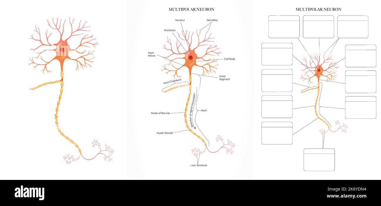 Illustrazione colorata dell'anatomia di Neuron (Nerve Cell). Immagini etichettate e non etichettate per l'apprendimento della struttura neuronale. Illustrazione Vettoriale