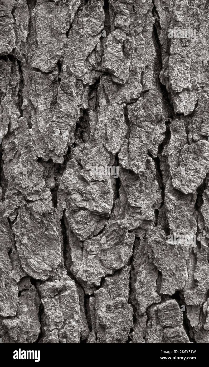 Choke corteccia di ciliegio (Prunus virginiana) Foto Stock