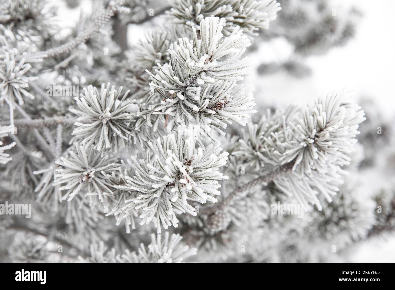 WY05108-00....Wyoming - alberi glassati d'inverno nella zona del Pot di vernice della fontana, parco nazionale di Yellowstone. Foto Stock