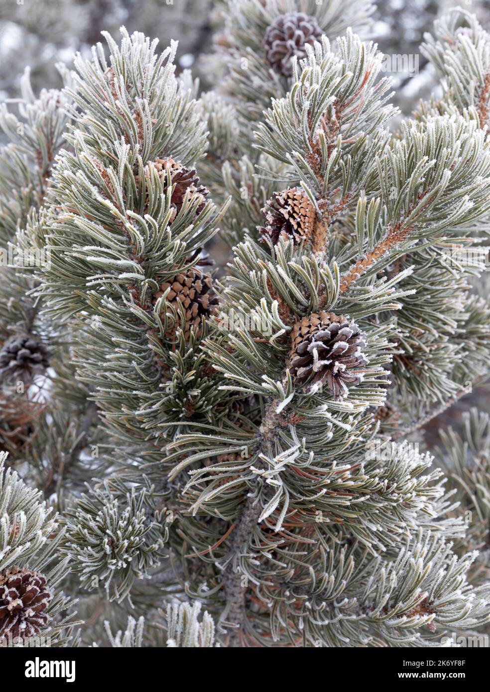 WY05112-00....Wyoming - alberi glassati d'inverno nella zona del Pot di vernice della fontana, parco nazionale di Yellowstone. Foto Stock