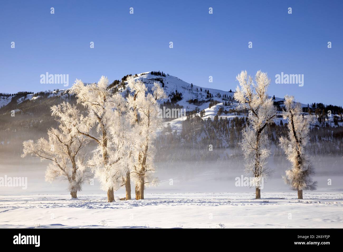 WY05131-00....Wyoming - alberi ghiacciati nella valle di Lamar del Parco Nazionale di Yellowstone. Foto Stock