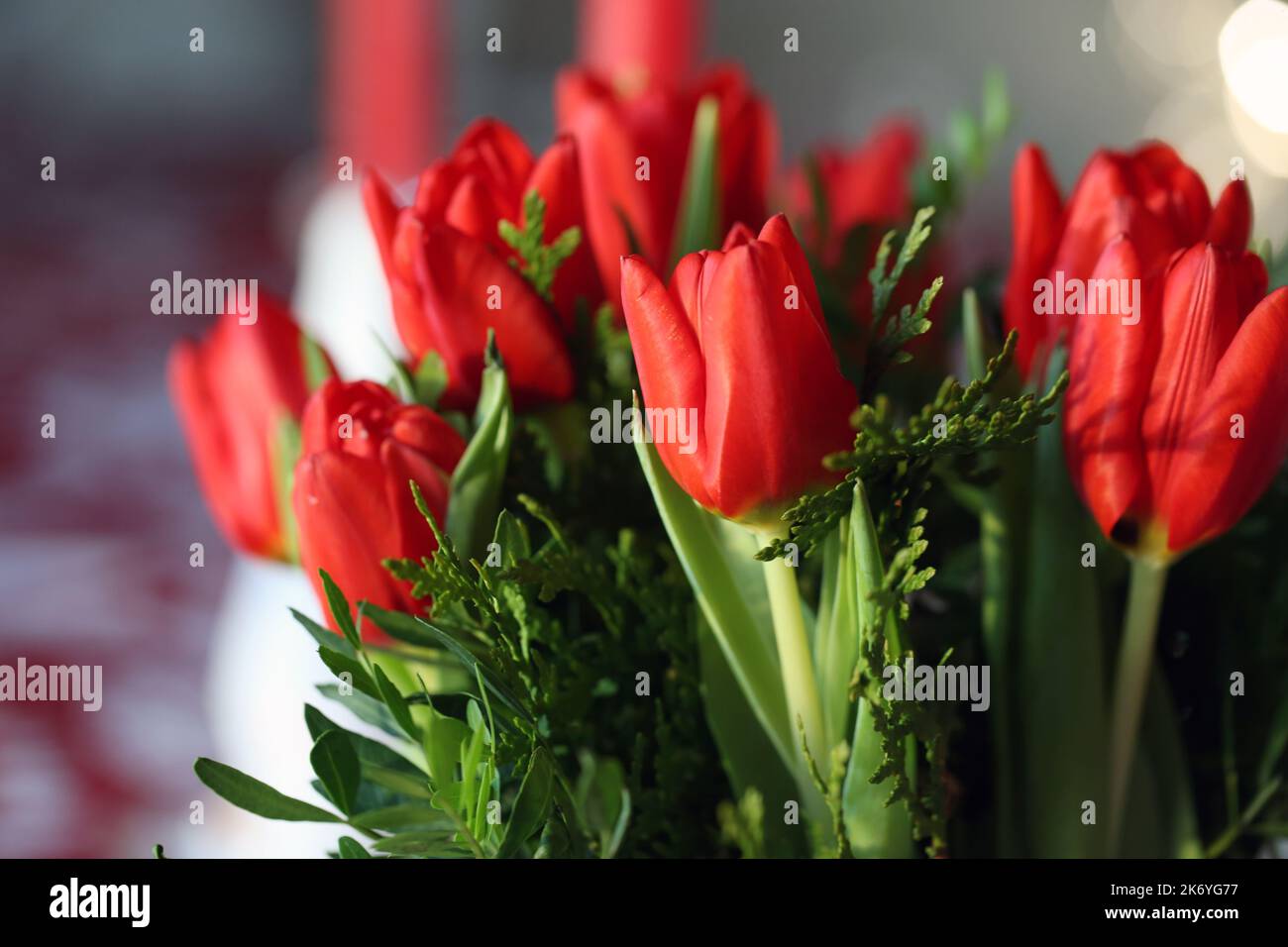 Tulipani rossi multipli in un primo piano. Bouquet di tulipani all'interno. Fiore che può simboleggiare l'amore, il Natale, la Pasqua o anche i Paesi Bassi. Primavera colorata e luminosa Foto Stock