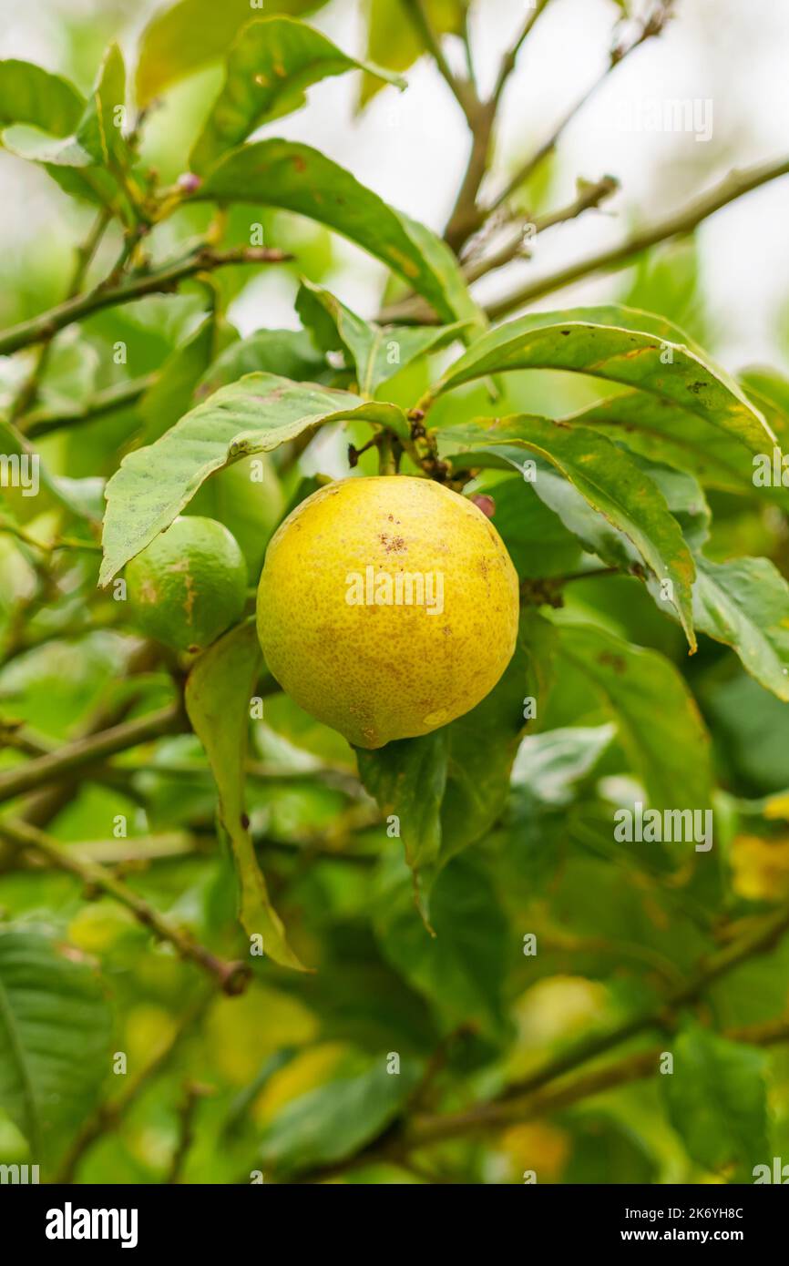 Limone giallo maturo con macchie di malattia sulla buccia su un ramo di frutteto nel giardino Foto Stock
