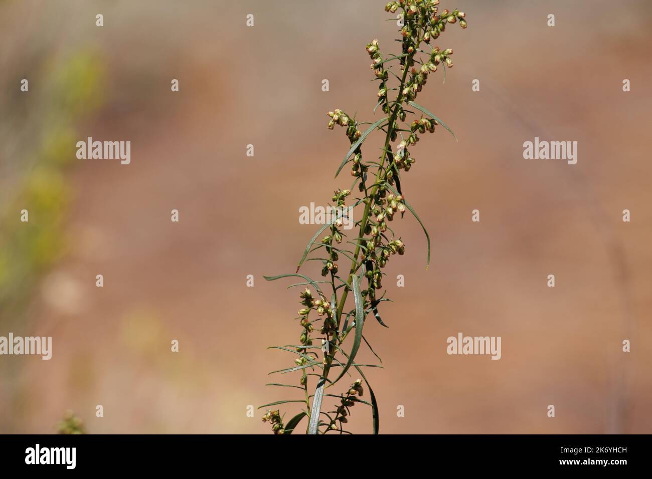 Flowering giallo racemose discepolo testa infiorescenze Artemisia Dracunculus, Asteraceae, nativo nei Monti San Bernardino, Estate. Foto Stock