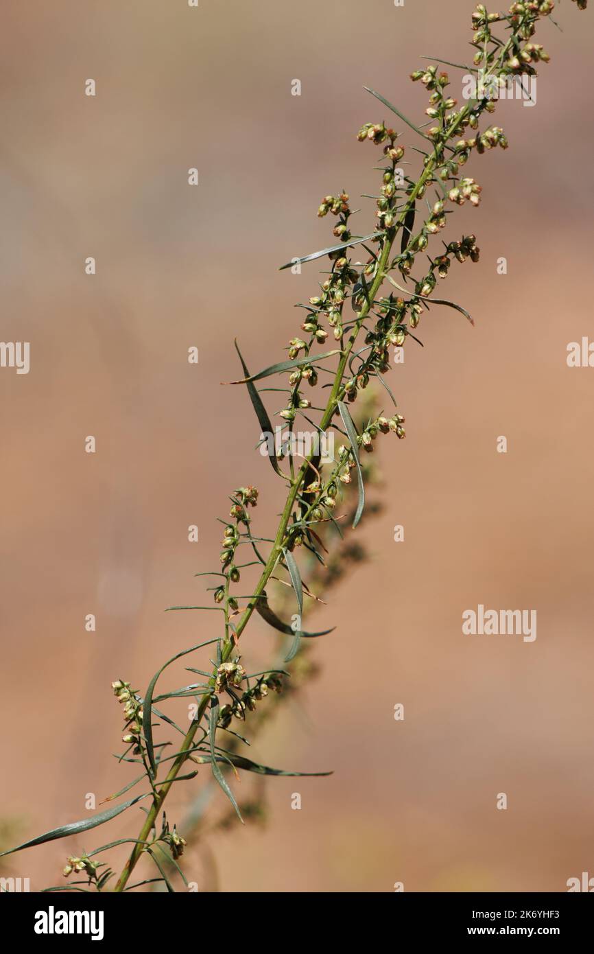 Flowering giallo racemose discepolo testa infiorescenze Artemisia Dracunculus, Asteraceae, nativo nei Monti San Bernardino, Estate. Foto Stock