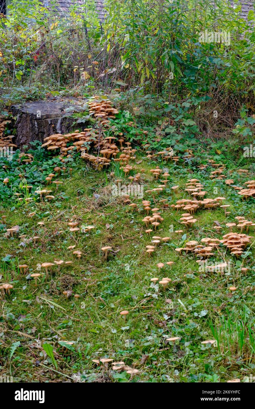 tappeto di miele fungo armillaria mellea che cresce giù un pendio ombreggiato zala contea ungheria Foto Stock