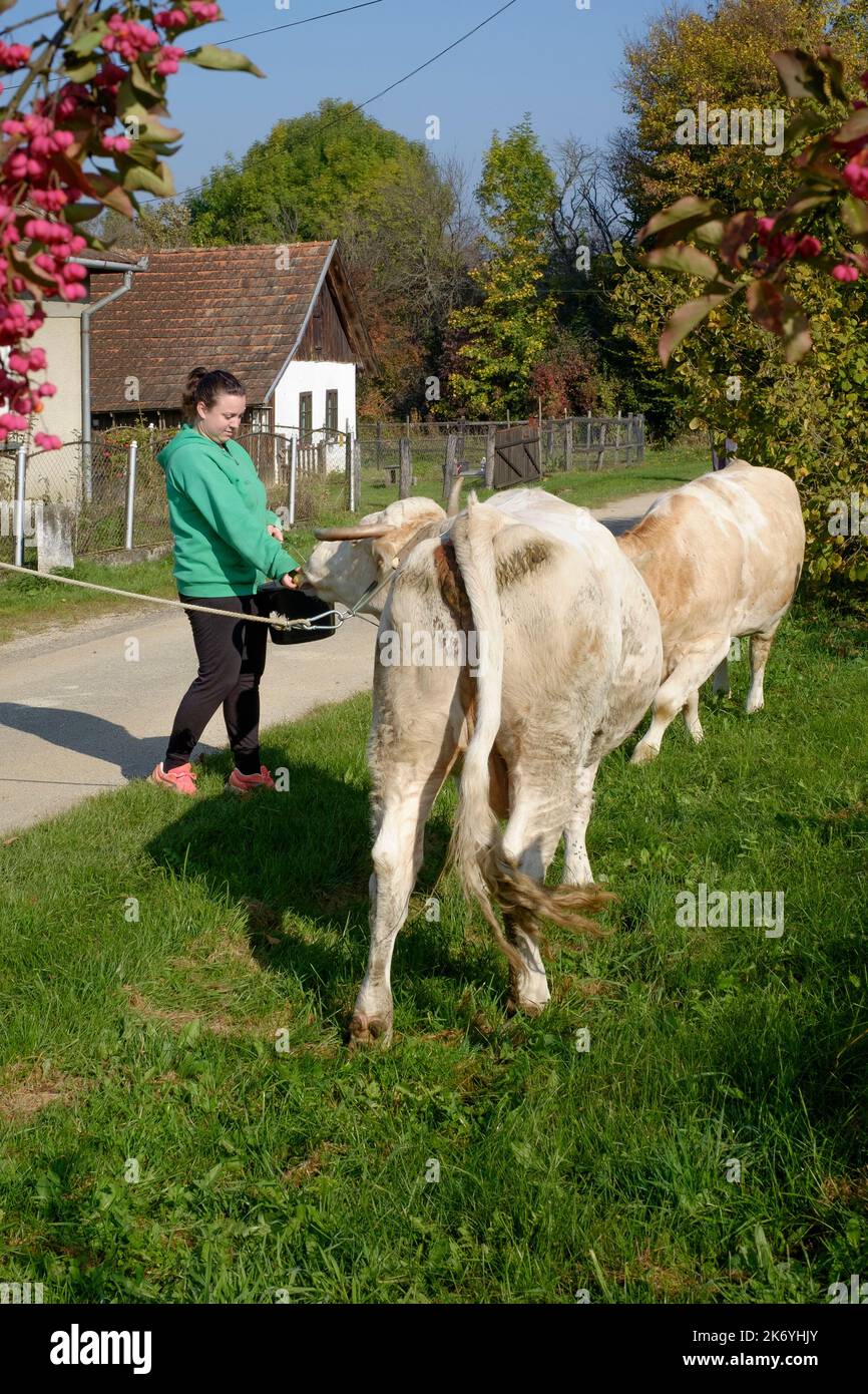 donna locale che cammina le sue mucche da latte per pascolo attraverso il piccolo borgo rurale corsia zala contea ungheria Foto Stock