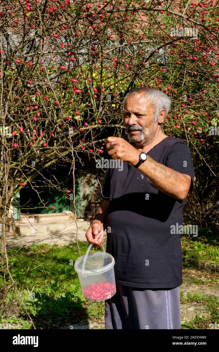 uomo maturo raccolta di bacche di anca rosa dalla contea di bush zala ungheria Foto Stock
