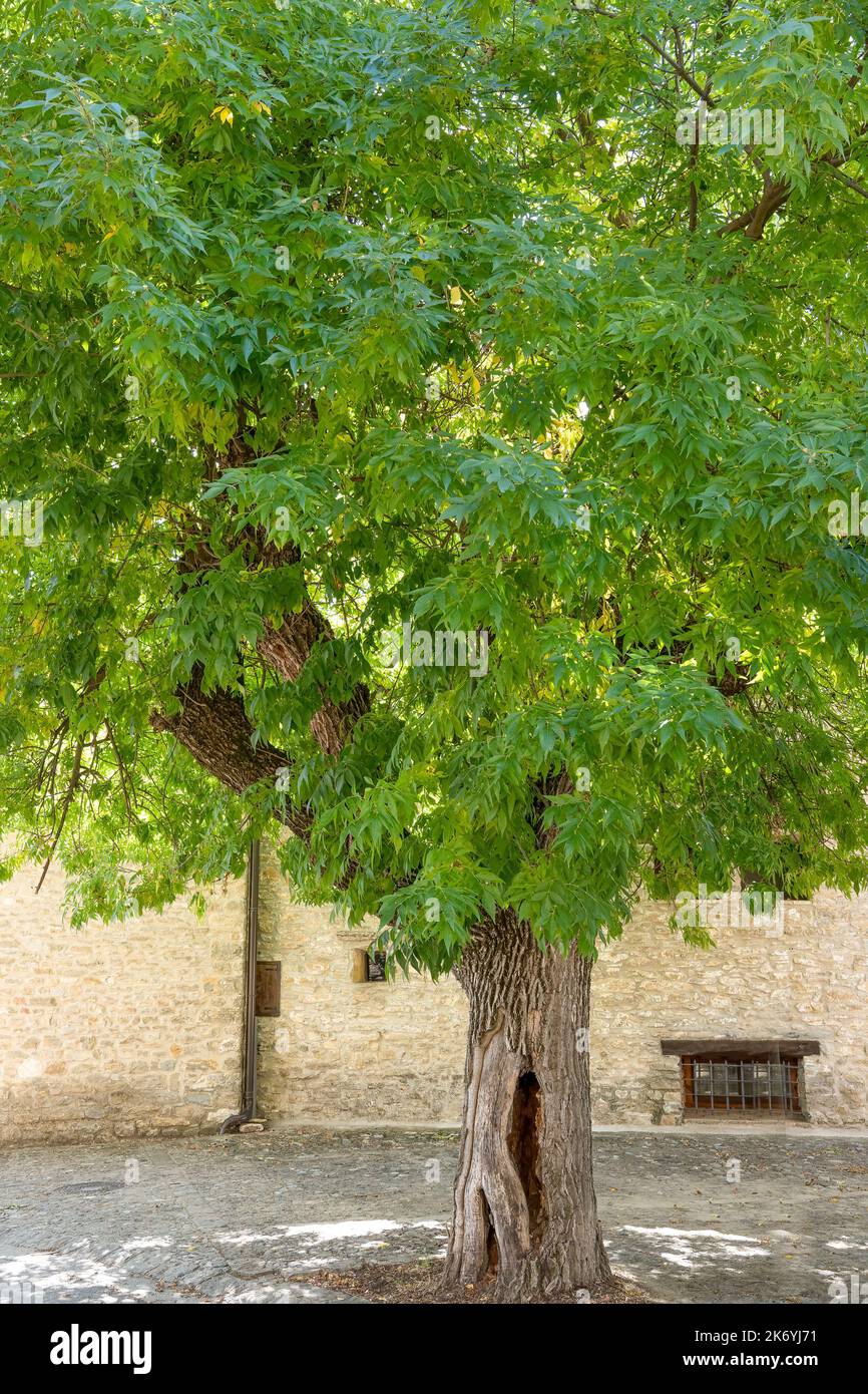 Grande e molto vecchio centro del villaggio albero di frassino con pieno verde fogliame estivo e un tronco di albero spaccato Foto Stock