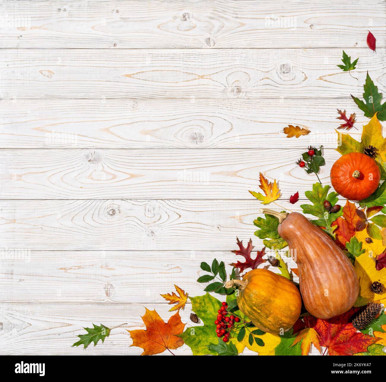 Sfondo autunno festivo da zucche e foglie su sfondo di legno witthe. Concetto di giorno del Ringraziamento o di Halloween Foto Stock