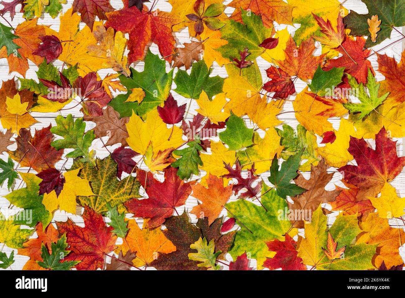 Sfondo autunnale con foglie di colore diverso Foto Stock