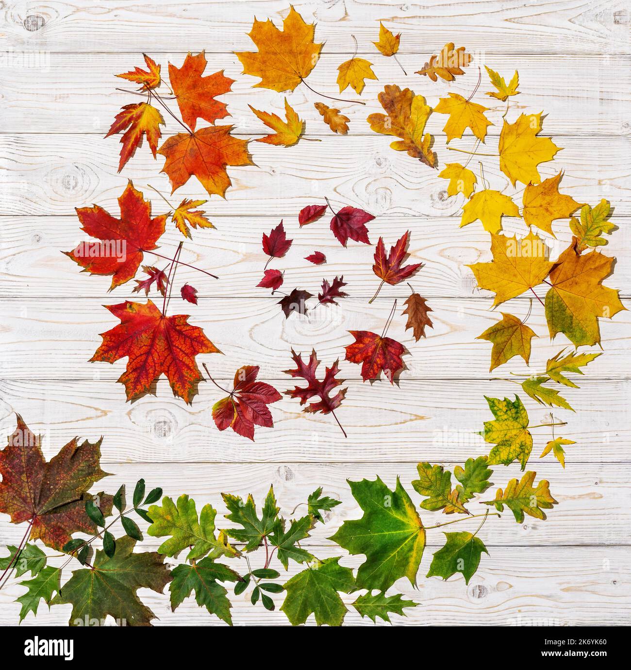 Autunno festivo sfondo da foglie colorate su sfondo di legno bianco Foto Stock