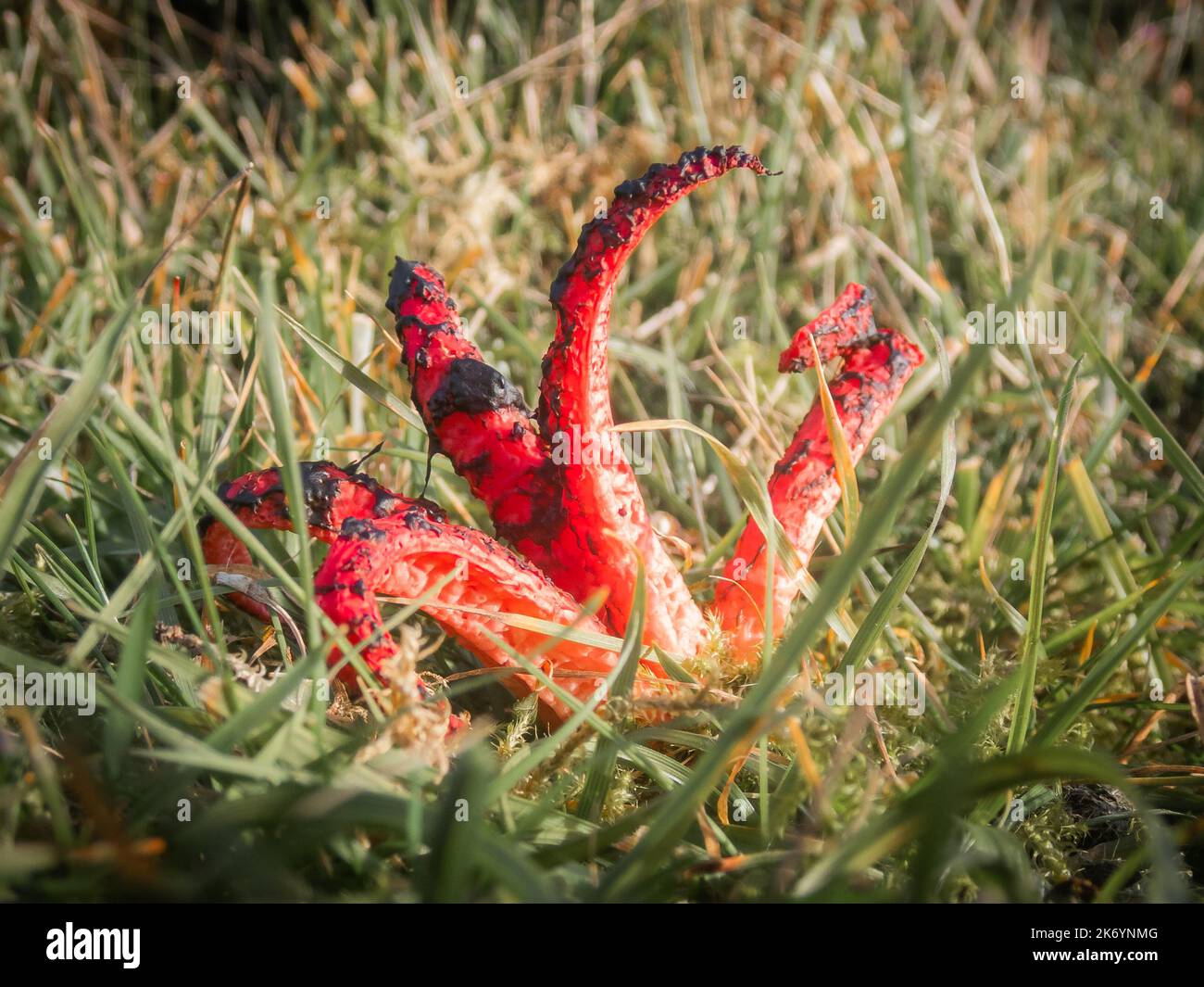 Fungo delle dita del diavolo che cresce tra l'erba Foto Stock