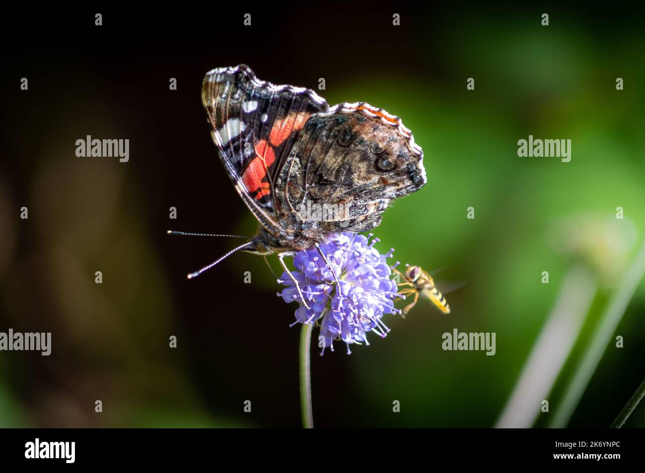 Farfalla rossa dell'Ammiraglio con le sue ali sul fiore scabioso del diavolo Foto Stock