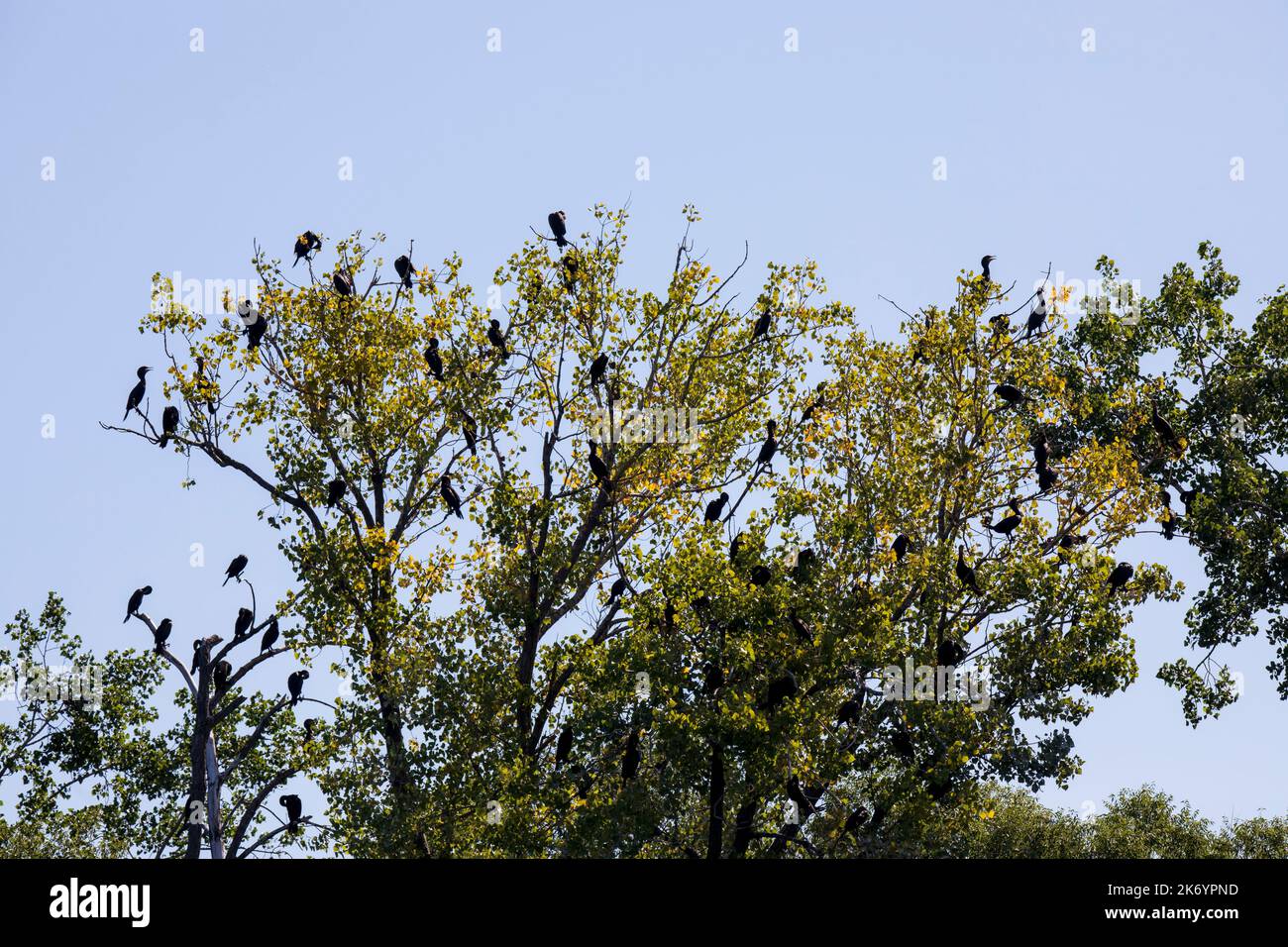 Cormorani che ruggono sugli alberi sull'Upper Mississippi River. I cormorani che si arrostono danneggiano gli alberi. Alla fine gli alberi muoiono. Cormorani a doppia crestata ha Foto Stock