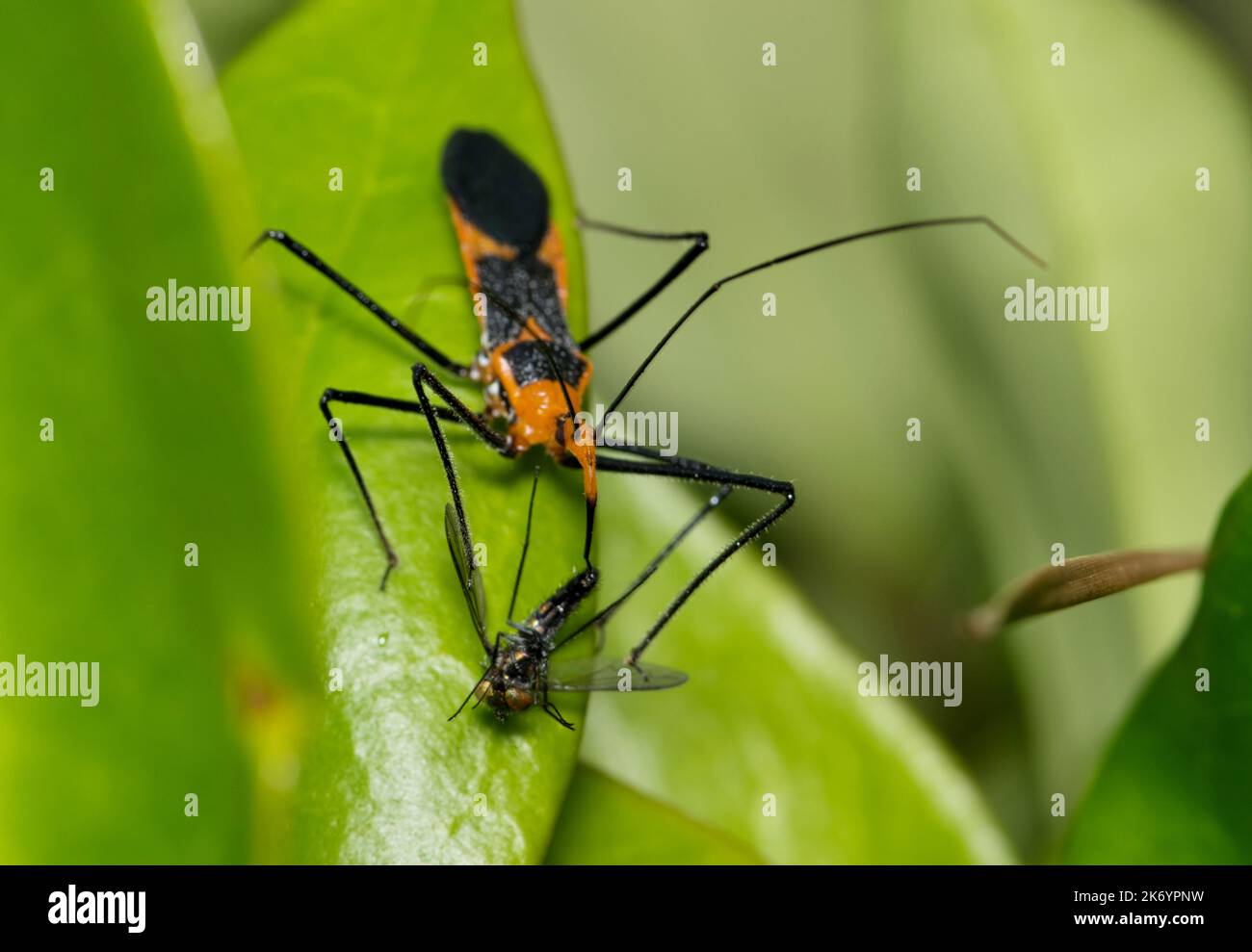 Bug di Assassin (Zelus longipes) cattura di una mosca a lunghe zampe (Dolichopodidae) impalandola. Specie è trovato in America del sud e in America del sud. Foto Stock