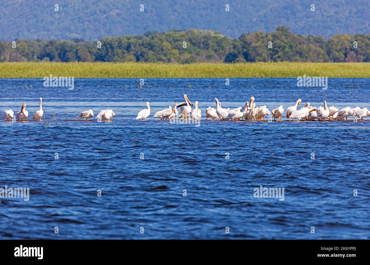 American White Pelicans, Pelecanus erythrorhynchos, grooming su una barra di sabbia sul fiume Mississippi superiore vicino a Winona, Minnnesota Foto Stock