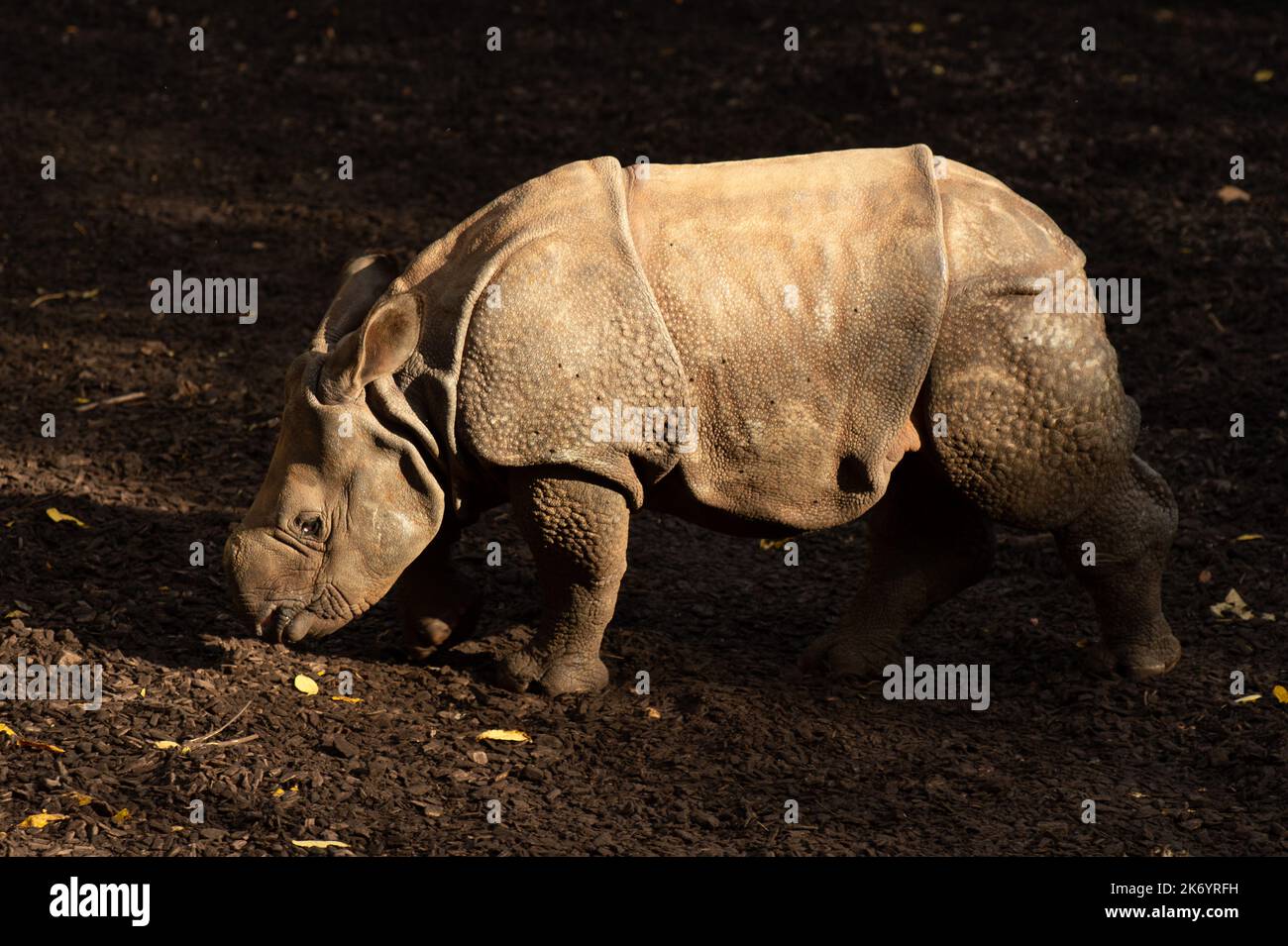 Animali nello Zoo - Nashorn Foto Stock