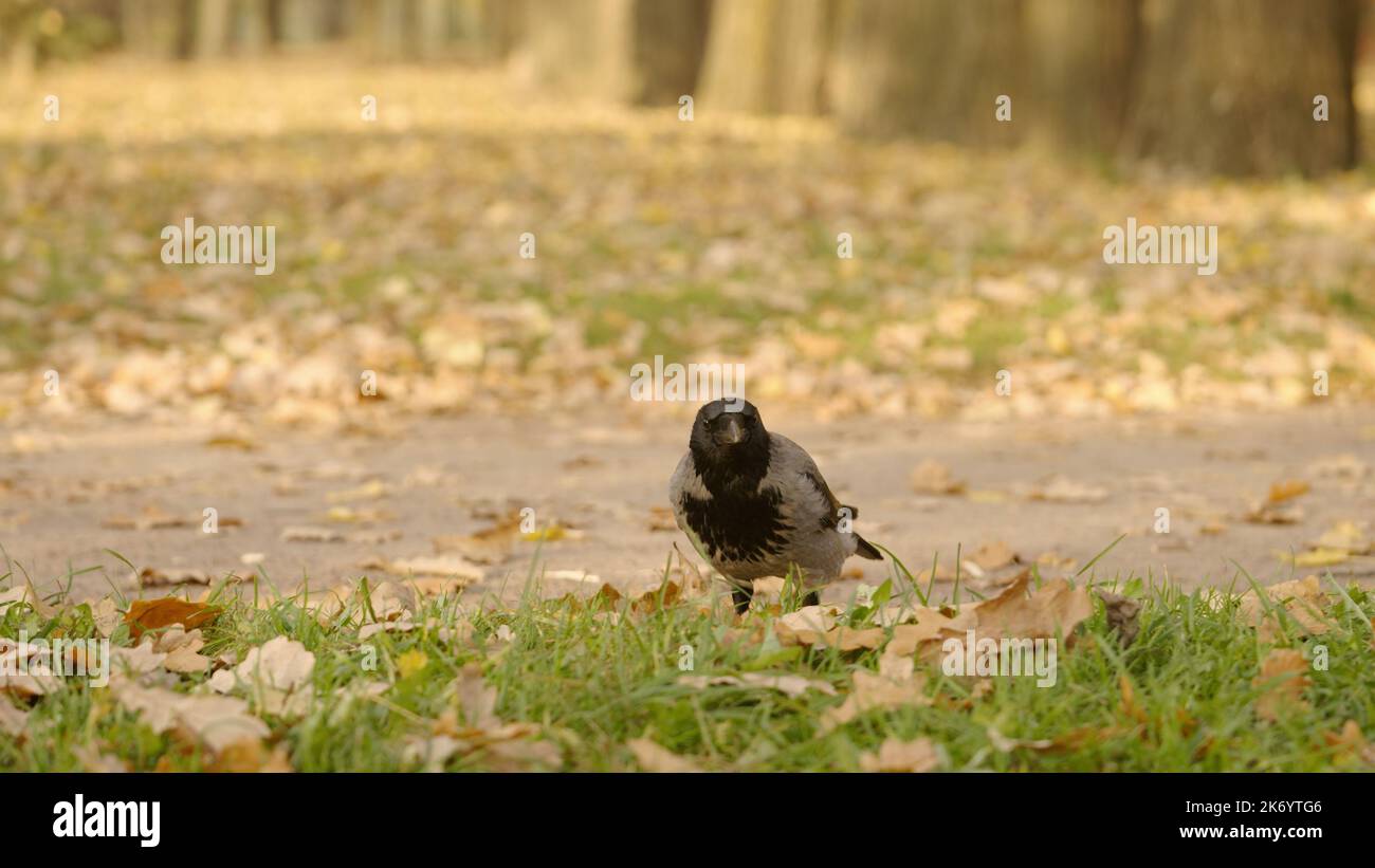 raven camminando su un terreno alla ricerca di ghiande in foglie autunnali, foto ampia Foto Stock