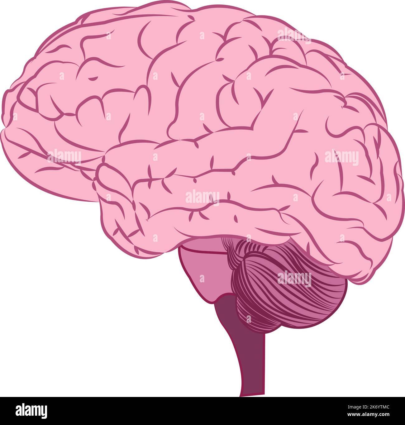 vettore cerebrale umano Illustrazione Vettoriale