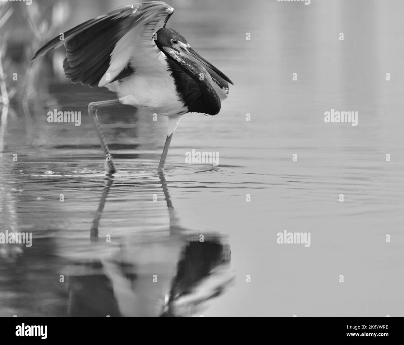 Un Heron tricolore (Egretta tricolore), in bianco e nero, angolando il collo per cercare cibo in acque poco profonde su Ambergris Caye, Belize, Caraibi. Foto Stock