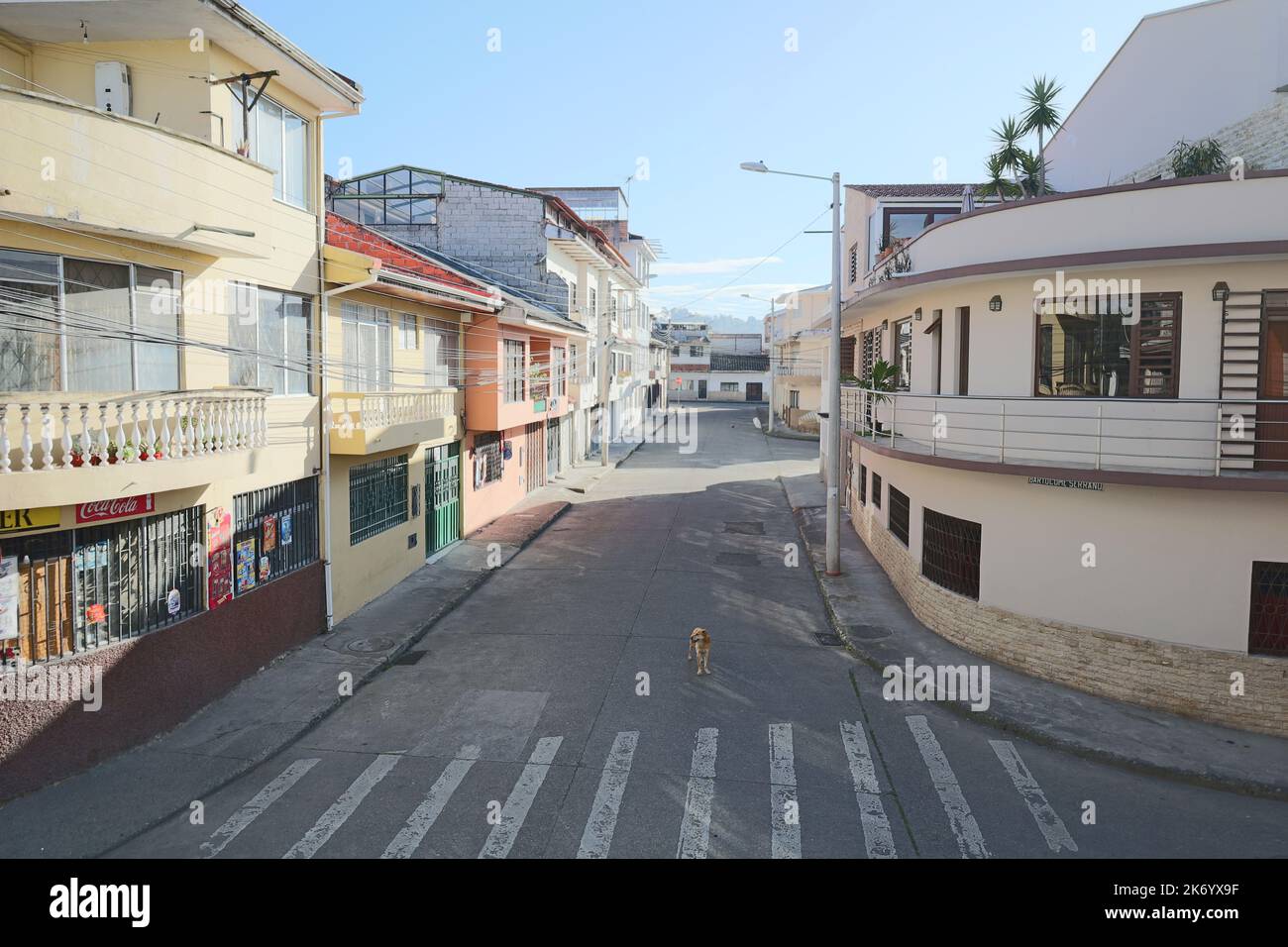 Cane da strada su una strada vuota a Cuenca, Ecuador Foto Stock