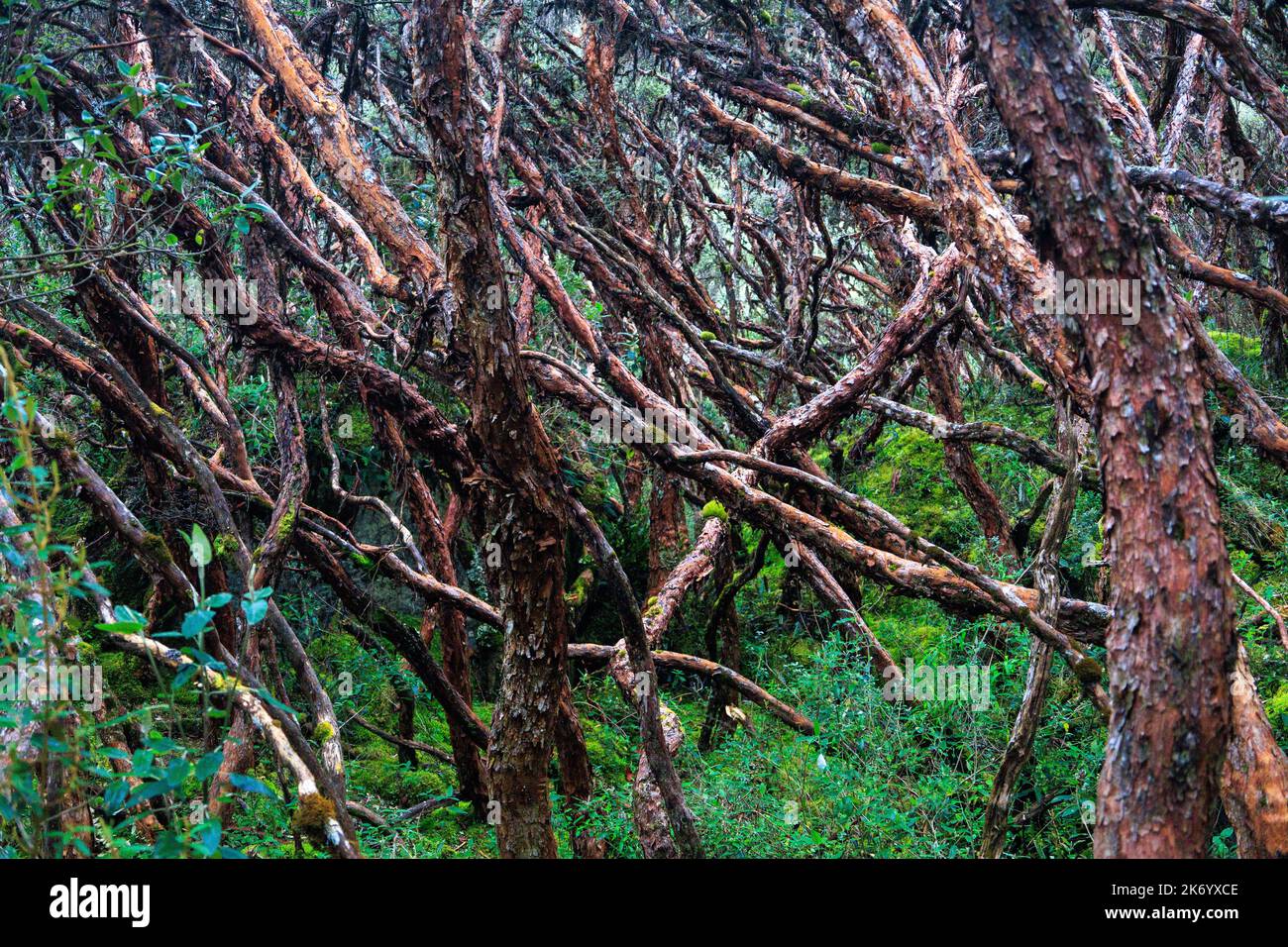 Foresta al parco nazionale di Cajas in Ecuador Foto Stock