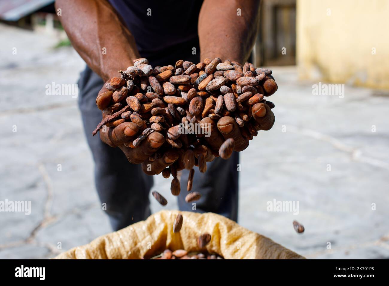 I semi di cacao nelle mani di un agricoltore sullo sfondo dei sacchi. Foto Stock