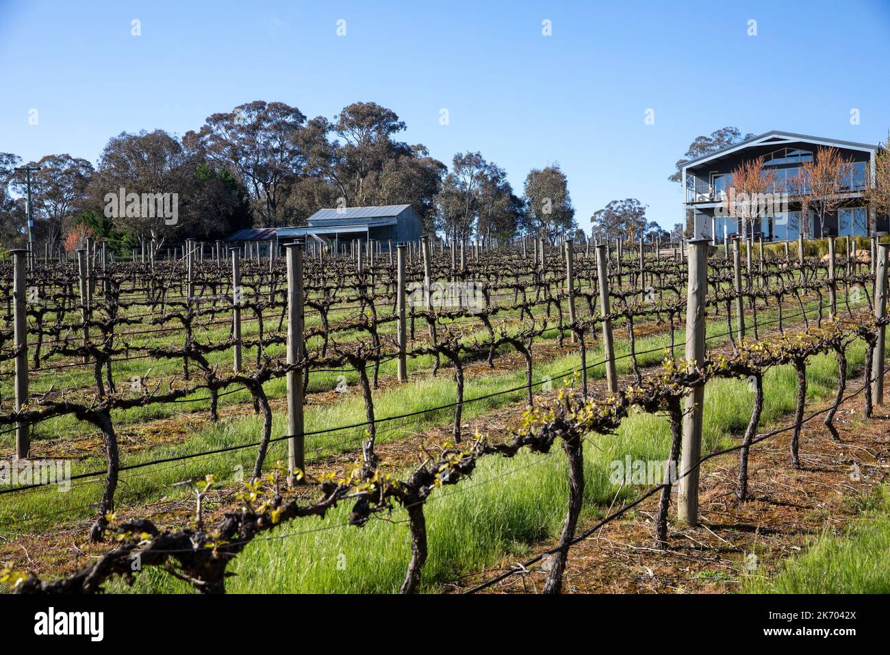 Mortimers Wines Vineyard in Orange NSW, con alloggio, vino di coltivazione del clima fresco, New South Wales, Australia Foto Stock