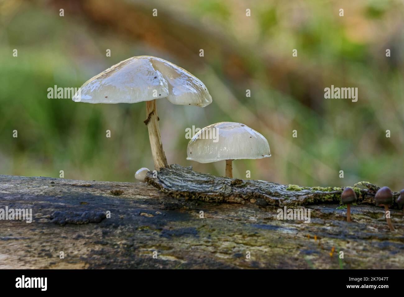 Fungo di porcellana Oudemansiella mucida Foto Stock
