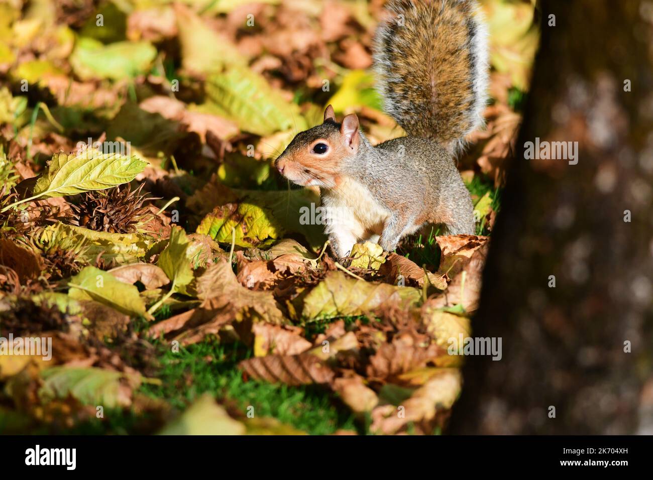 Scoiattolo grigio Sciurus carolinensis in boschi scozzesi Foto Stock