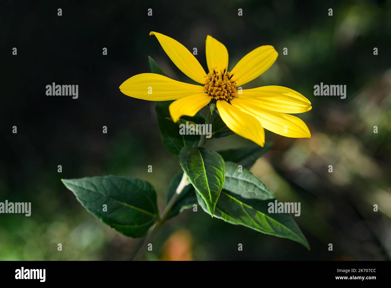 Fiore di topinambur su sfondo sfocato Foto Stock
