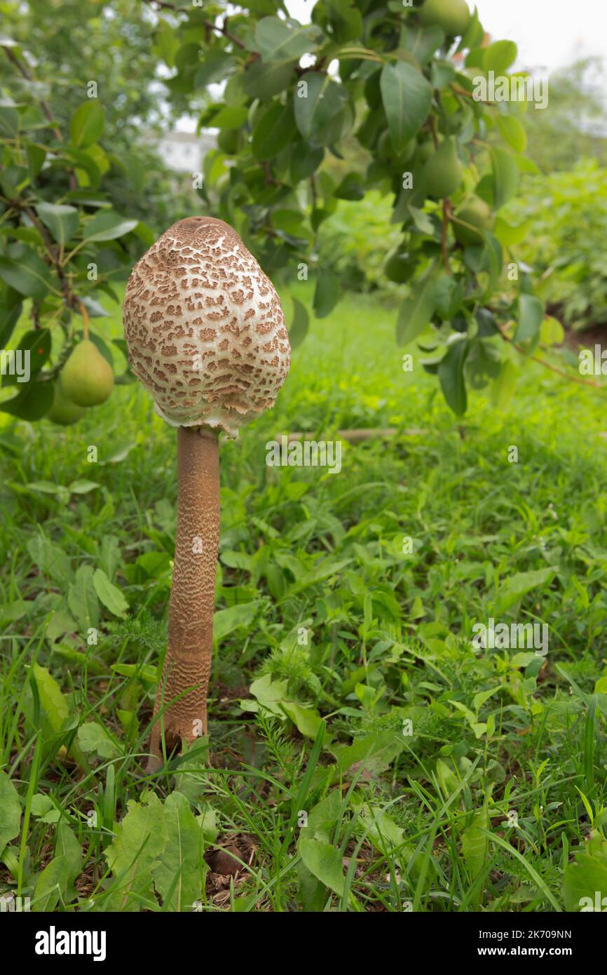 Ombrellone funghi (Macrolepiota procera o Lepiota procera) nel giardino sotto il pero. Luglio Foto Stock