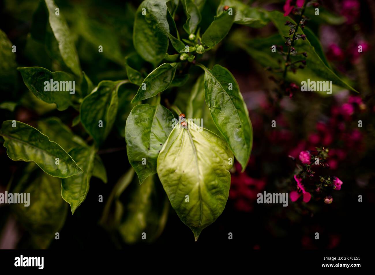 Ladybugs sulle foglie di pianta di Pepper a San Diego Foto Stock
