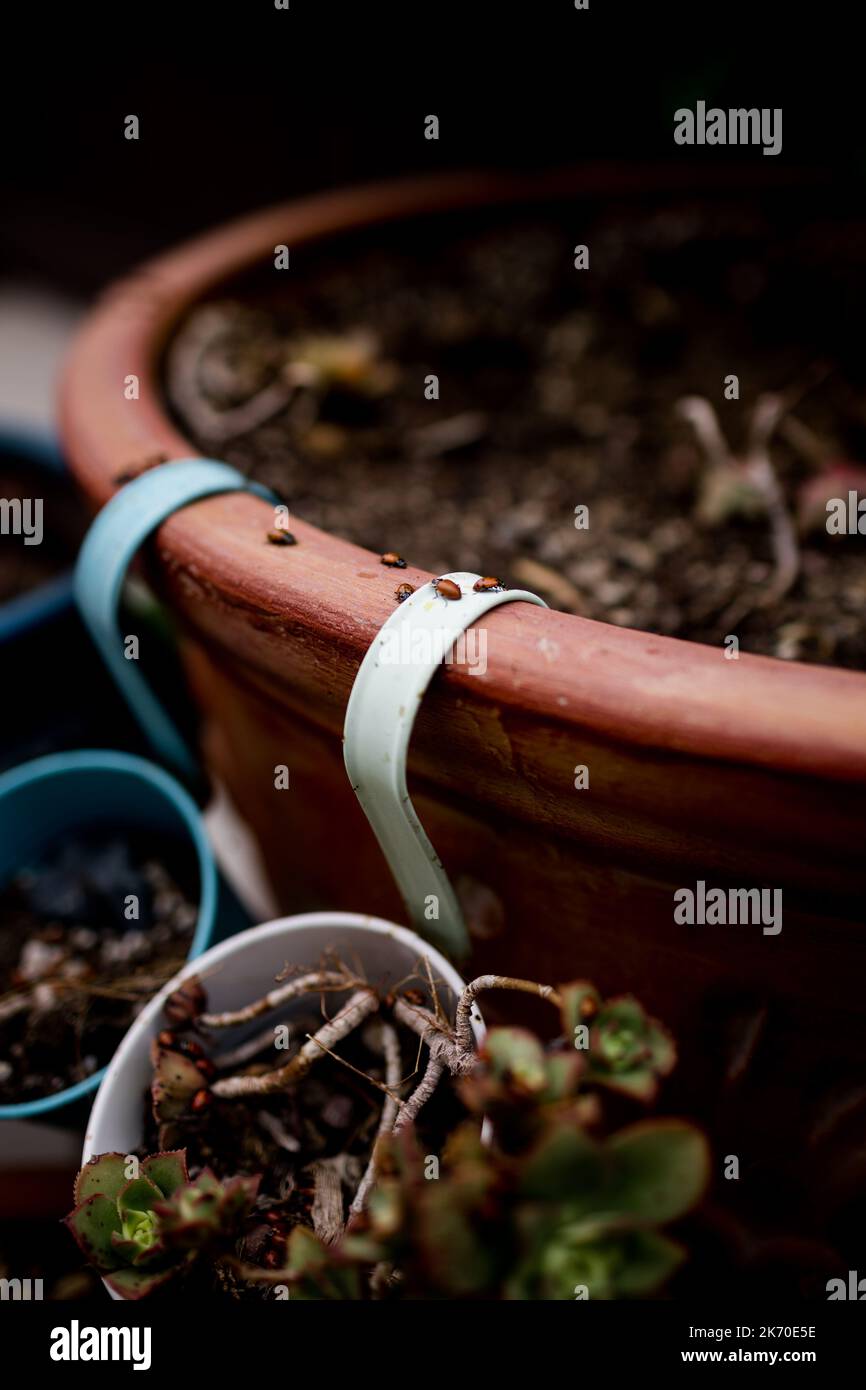 Ladybugs strisciare su Ceramic Pot a San Diego Foto Stock