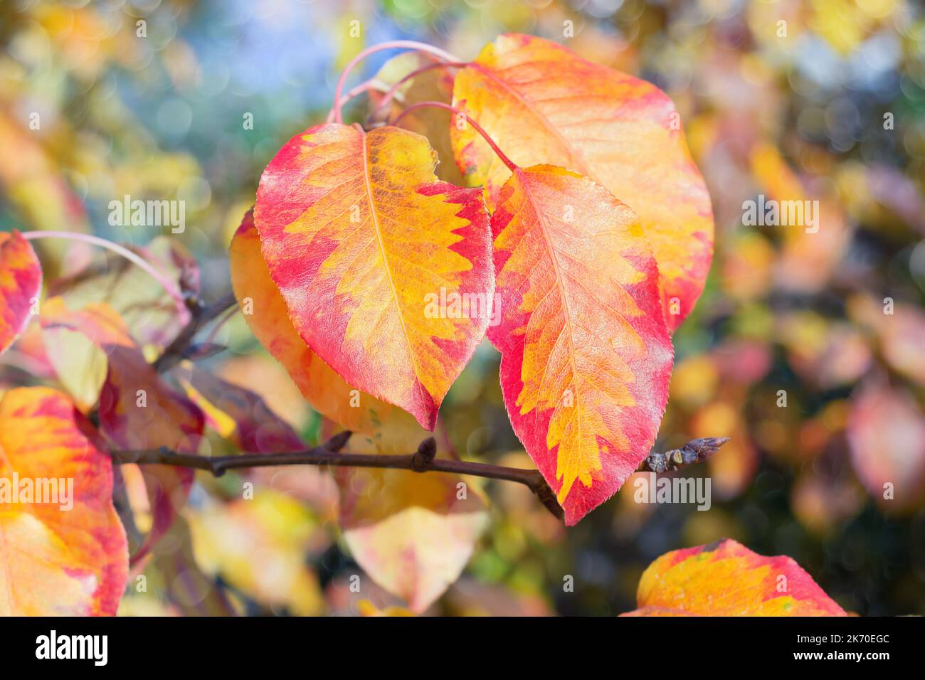 Autunno belle foglie di pera. Naturale sfondo autunnale luminoso Foto Stock