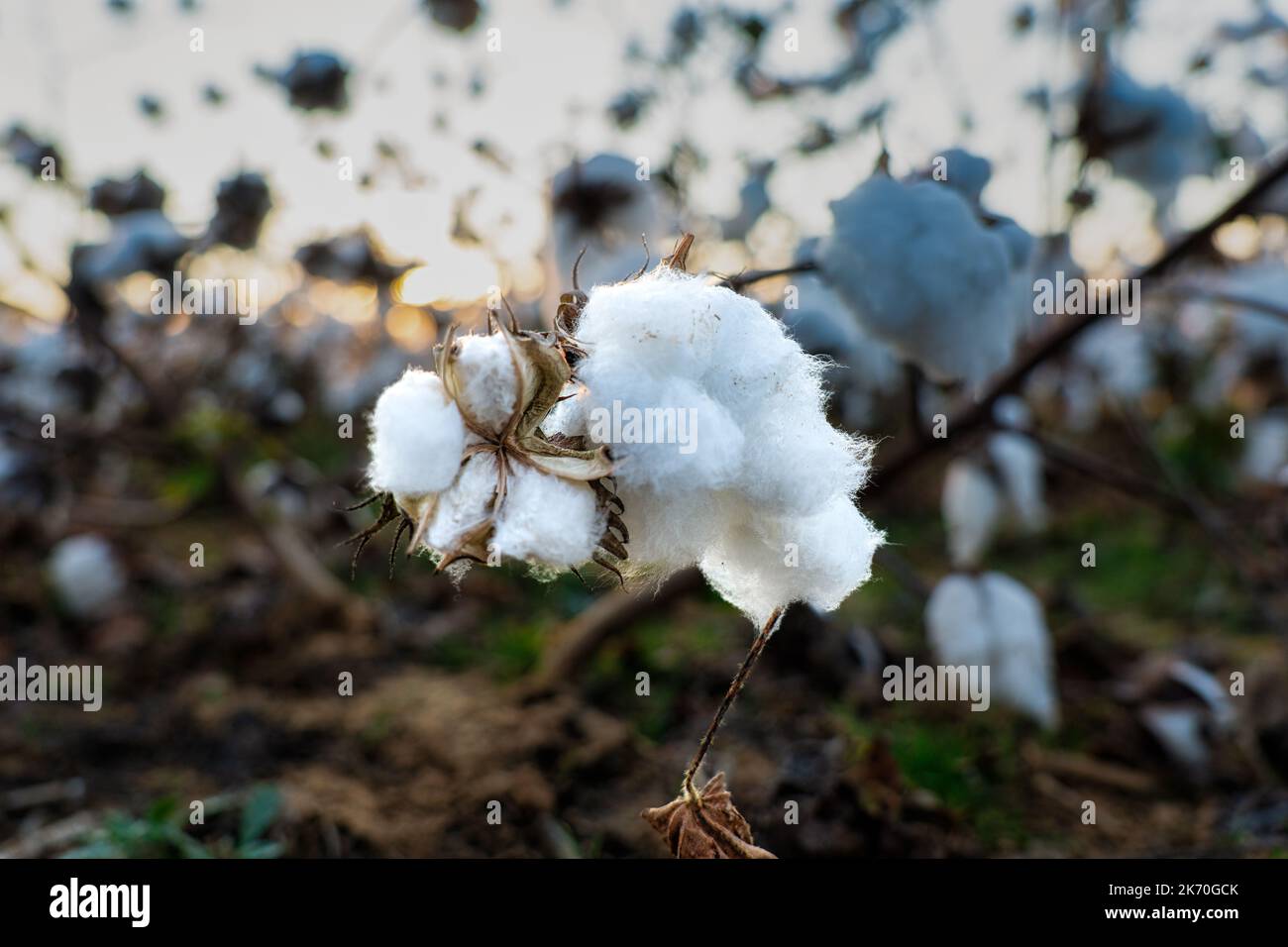 Campo di cotone primo piano di tondini maturi pronti per il raccolto mattina presto alba incandescente in Tennessee. Foto Stock