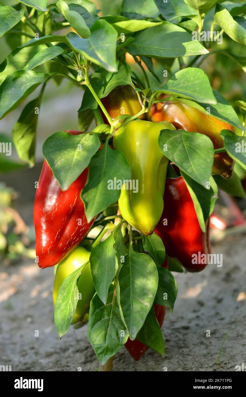 Cespuglio di pepe rosso che cresce nel terreno aperto. Concetto di giardinaggio organico. Foto Stock