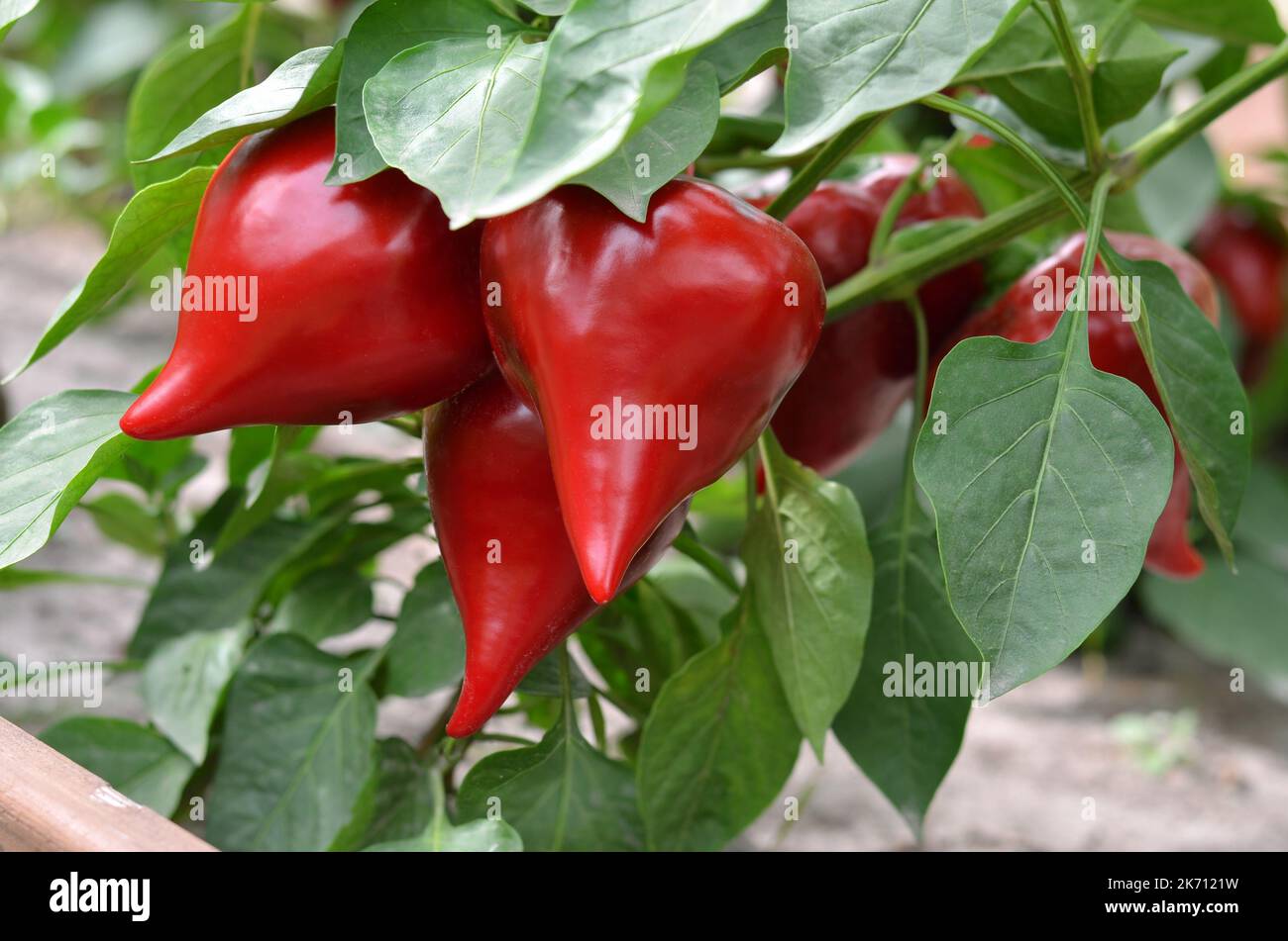 Primo piano di pepe rosso maturo tra le foglie verdi che crescono nell'orto. Concetto di crescita del proprio cibo biologico. Foto Stock