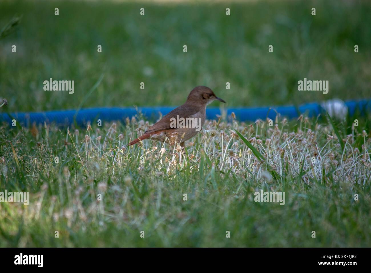 Ritratto di un Furnarius rufus nel parco Foto Stock