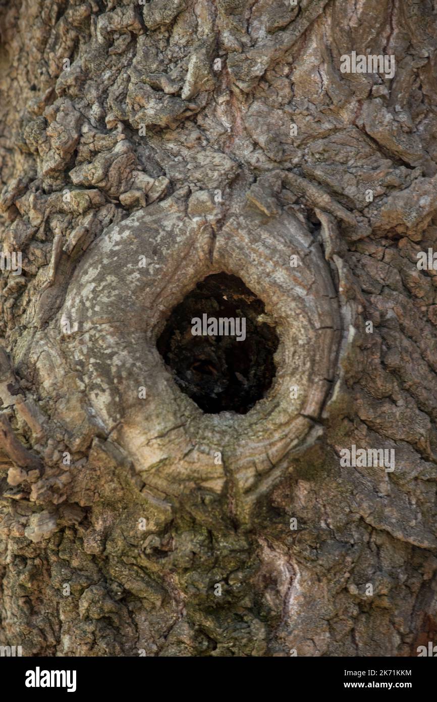 Dark Hollow in gnarly Tree Bark: Dettagli astratti della natura Foto Stock