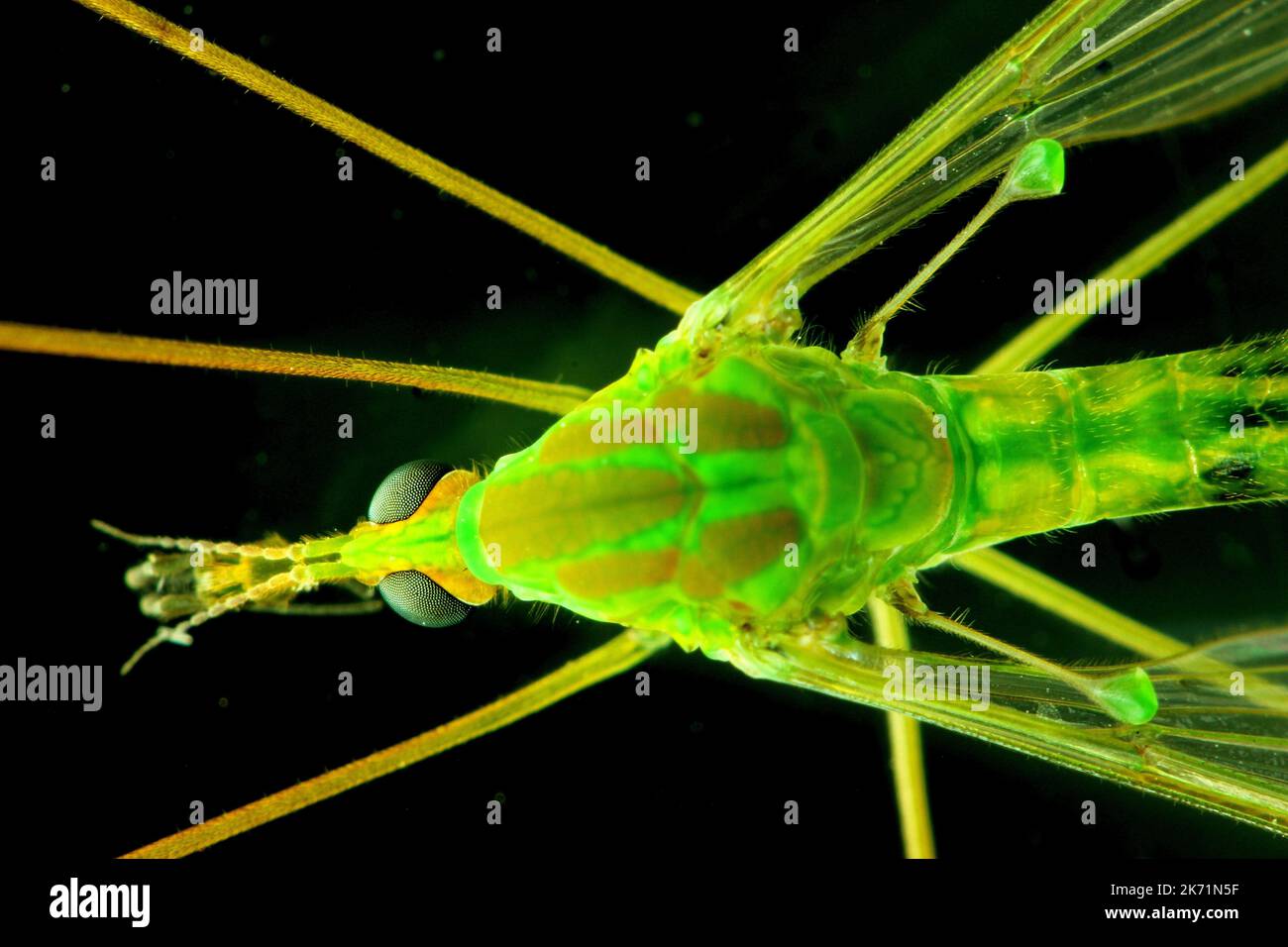 Le falde di Cranefly (Diptera) utilizzate per l'equilibrio durante il volo Foto Stock