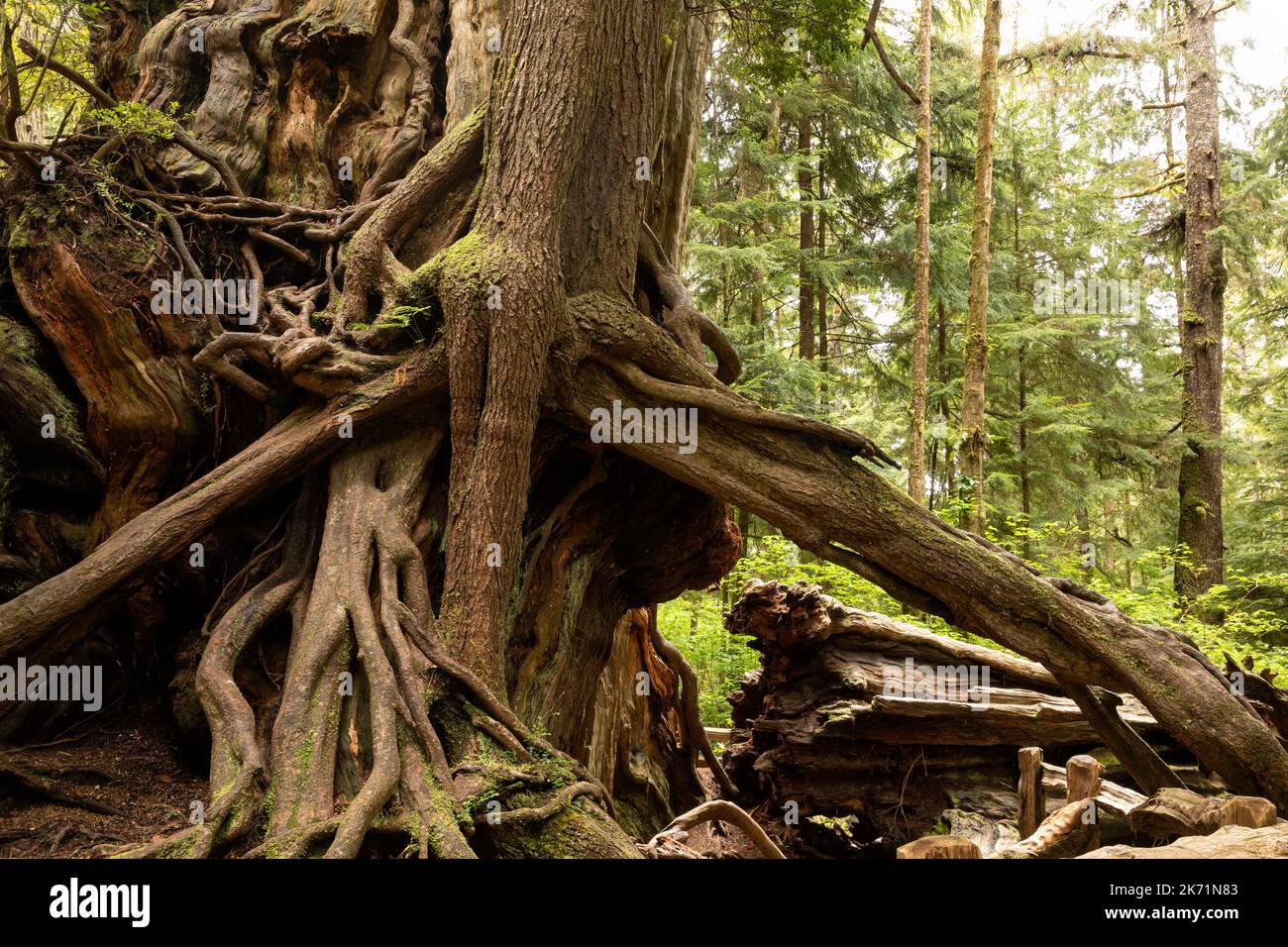 WA22295-00...WASHINGTON - base del vecchio Western Red Cedar Tree con un nucleo di radicamento e nuova crescita al Kalaloch Big Cedar nel Parco Nazionale Olimpico. Foto Stock