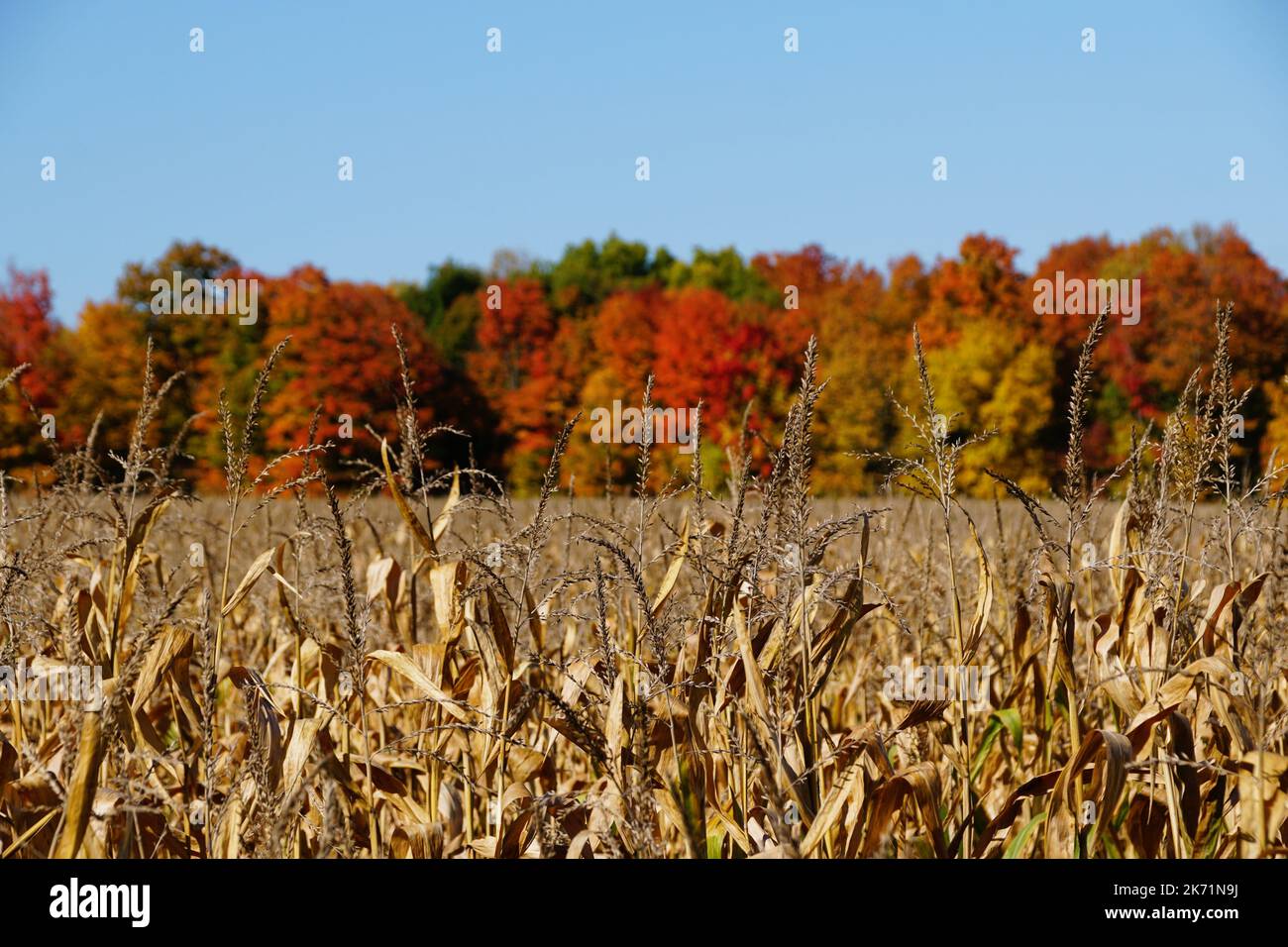 Gambi di mais secchi con lo sfondo del fogliame autunnale vicino al lago Cayuga, New York, U.S.A Foto Stock