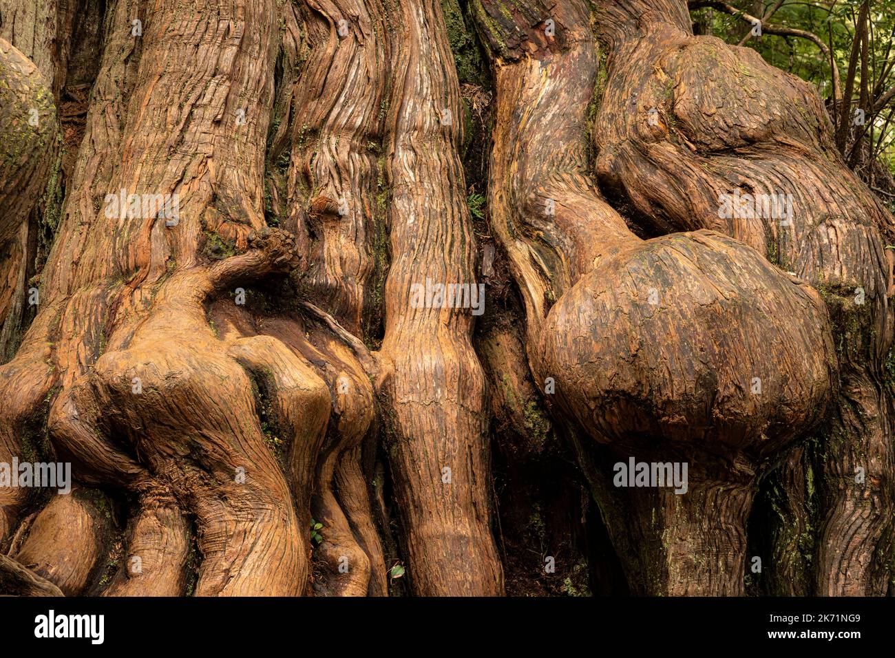 WA22299-00...WASHINGTON - base di Knobby di un albero nel Grove of Big Cedars, pieno di texture e modelli, nel Parco Nazionale Olimpico. Foto Stock