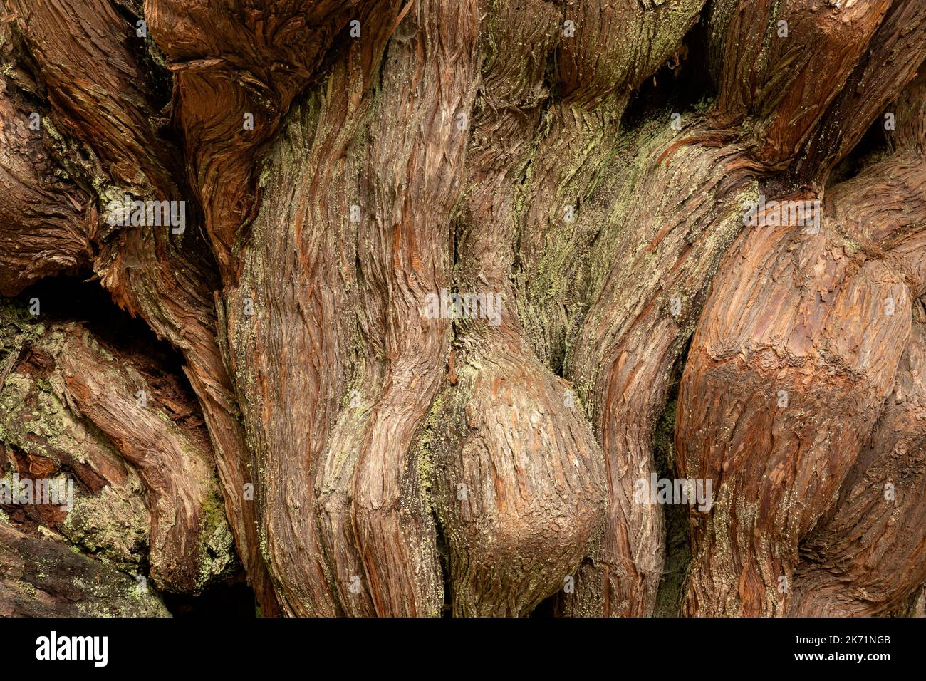 WA22300-00...WASHINGTON - base di Knobby di un albero nel Grove of Big Cedars, pieno di texture e modelli, nel Parco Nazionale Olimpico. Foto Stock