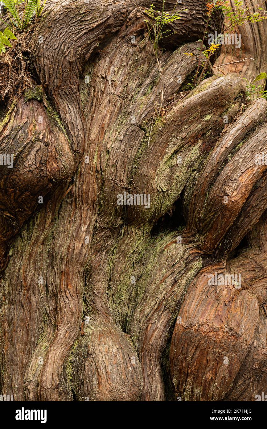 WA22302-00...WASHINGTON - base di Knobby di un albero nel Grove of Big Cedars, pieno di texture e modelli, nel Parco Nazionale Olimpico. Foto Stock