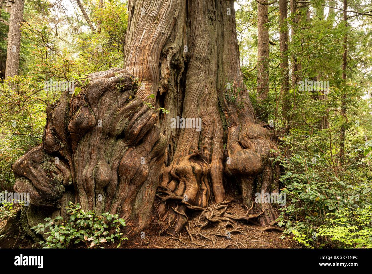 WA22303-00...WASHINGTON - la base di un gigante Western Red Cedar nel Grove of Big Cedars, parte del Parco Nazionale Olimpico. Foto Stock