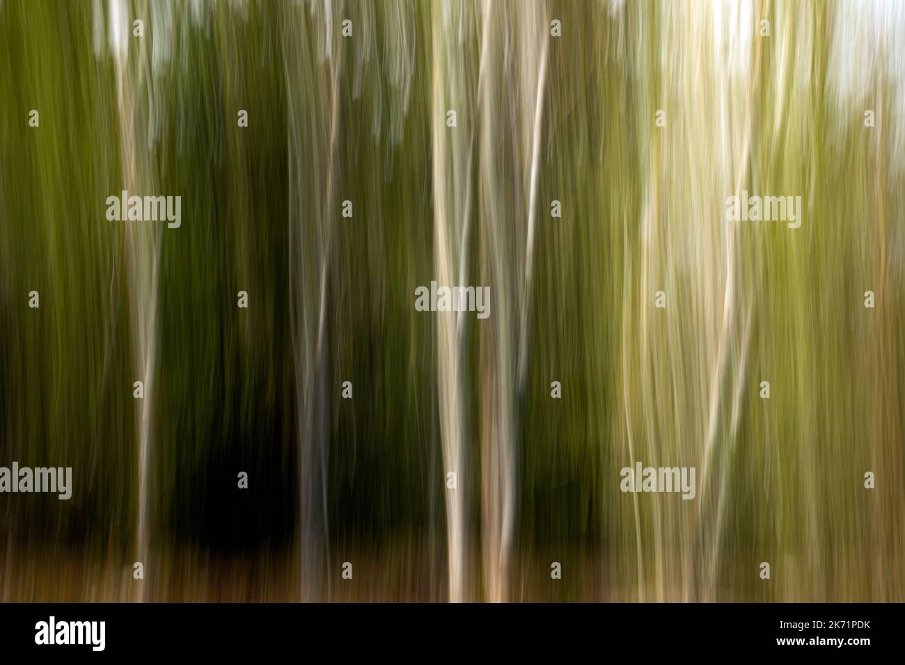 WA22312-00...WASHINGTON - immagine sfocata degli alberi nella foresta pluviale di Hoh del Parco Nazionale Olimpico. Foto Stock